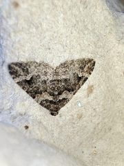 Catarhoe basochesiata