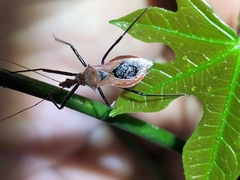 Gminatus wallengreni