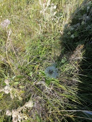 Clematis integrifolia
