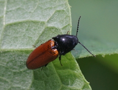 Ampedus sanguineus