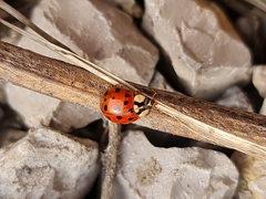Harmonia axyridis