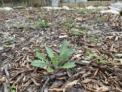 Engelmannia peristenia