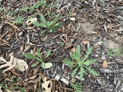 Engelmannia peristenia