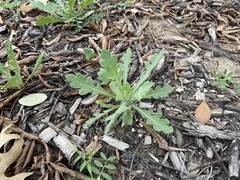 Engelmannia peristenia