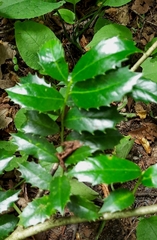 Ilex colchica