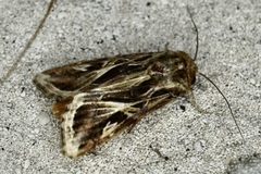 Spodoptera pulchella