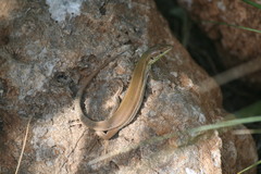 Podarcis waglerianus
