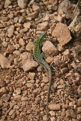 Podarcis siculus siculus