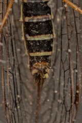 Raphidiidae