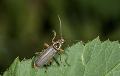 Cantharis nigricans