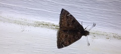 Erynnis juvenalis