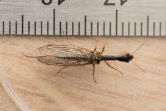 Raphidiidae