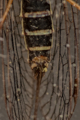 Raphidiidae