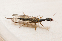 Raphidiidae