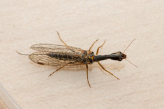 Raphidiidae