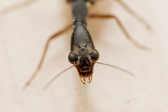 Raphidiidae