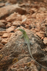 Podarcis siculus siculus