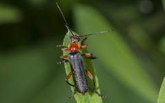 Cantharis pellucida