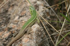 Podarcis waglerianus