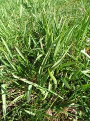 Tulipa sylvestris