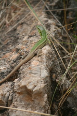 Podarcis waglerianus