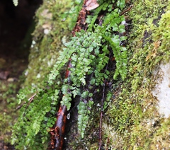 Asplenium trichomanes