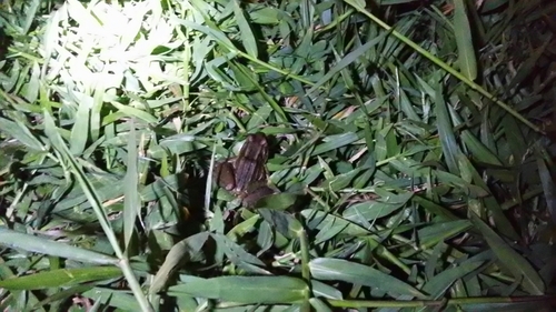 Leptodactylus latrans