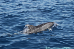 Tursiops truncatus