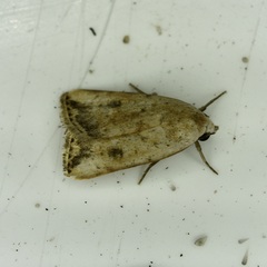 Micrathetis triplex