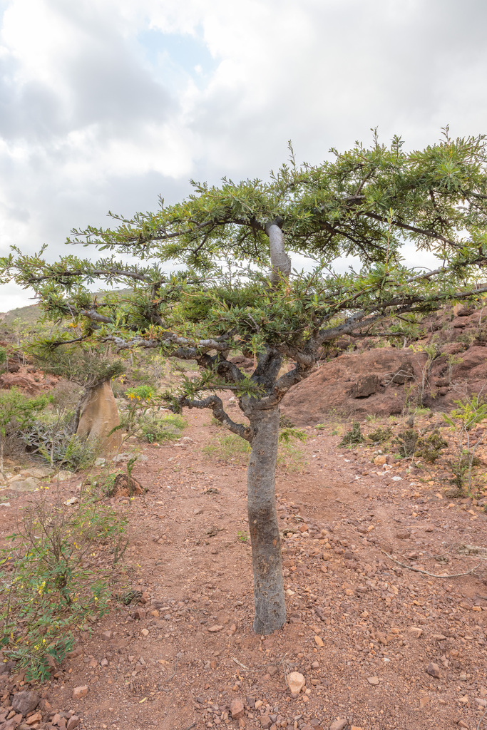 ボスウェリア ソコトラナ Boswellia socotrana 実生 ボスウェリア