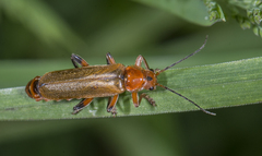 Cantharis livida