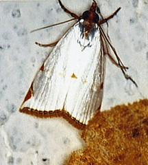 Argyria lacteella