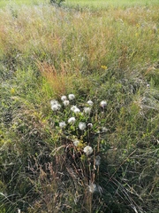 Clematis integrifolia