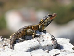 Pseudocordylus microlepidotus
