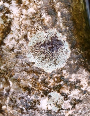 Arthonia radiata