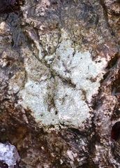 Arthonia radiata