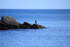 Gulosus aristotelis desmarestii