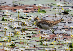 Hydrophasianus chirurgus