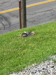 Sciurus carolinensis