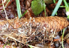 Strobilurus esculentus