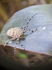 Coptops leucostictica