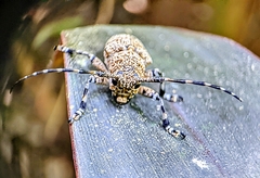 Coptops leucostictica