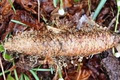 Strobilurus esculentus