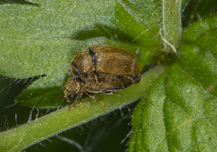 Byturus tomentosus