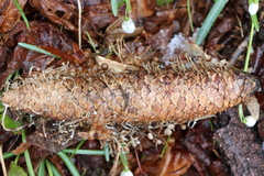 Strobilurus esculentus