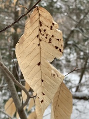 Acalitus ferrugineum