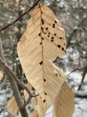 Acalitus ferrugineum