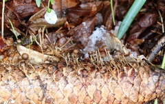 Strobilurus esculentus