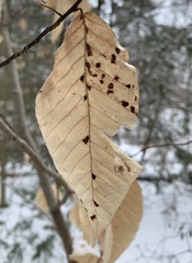 Acalitus ferrugineum