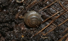 Hawaiia minuscula
